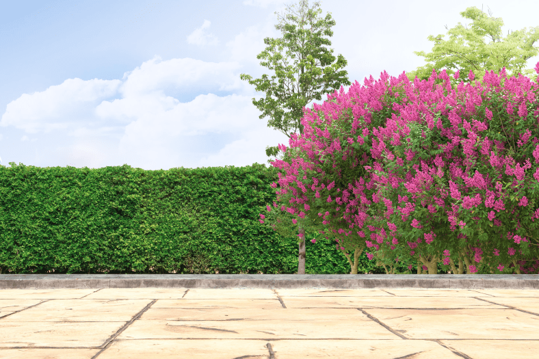 A live boxwood privacy fence