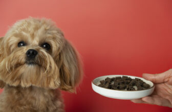 How to Choose the Right Pet Food for Your Pet’s Age and Breed