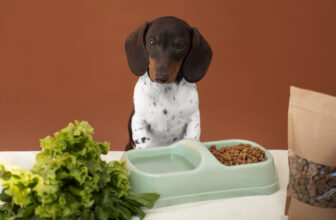 Is Organic Pet Food Worth It? A Comprehensive Guide
