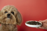 How to Choose the Right Pet Food for Your Pet’s Age and Breed