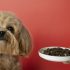 Debunking Pet Food Myths: What You Really Need to Know
