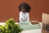 Is Organic Pet Food Worth It? A Comprehensive Guide