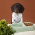 Debunking Pet Food Myths: What You Really Need to Know