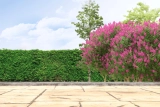 Create A Live Fence With Bushes and Shrubs